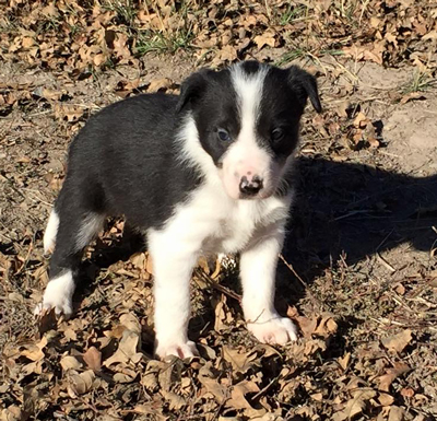 do border collies bite